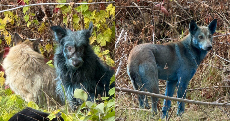 oto viral de uno de los perros azules de Chernóbil con pelaje teñido de un color azul brillante, un misterio de la Zona de Exclusión.