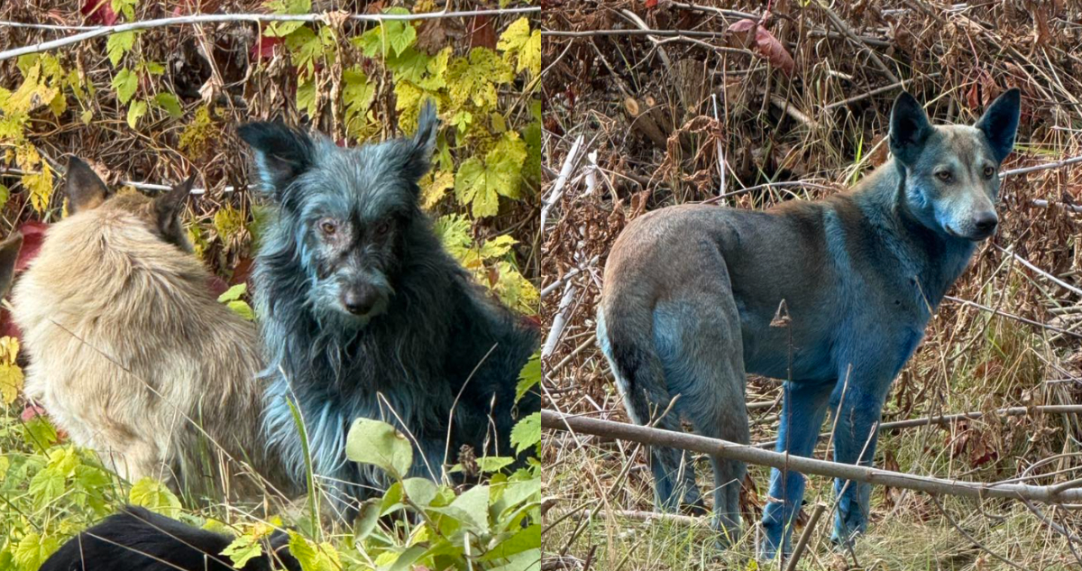 oto viral de uno de los perros azules de Chernóbil con pelaje teñido de un color azul brillante, un misterio de la Zona de Exclusión.