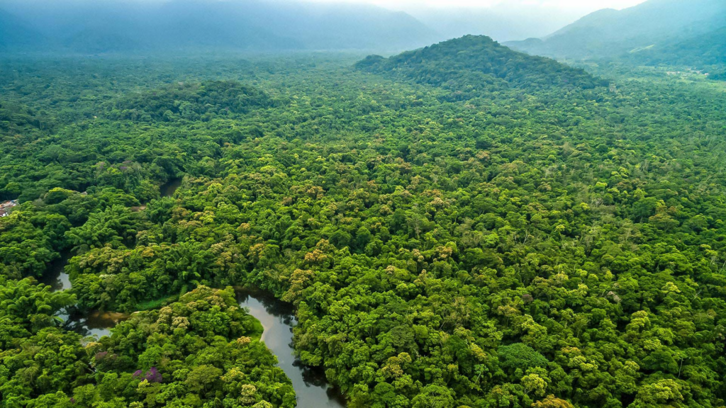 Fotografia de la densa y verde selva colombiana. 