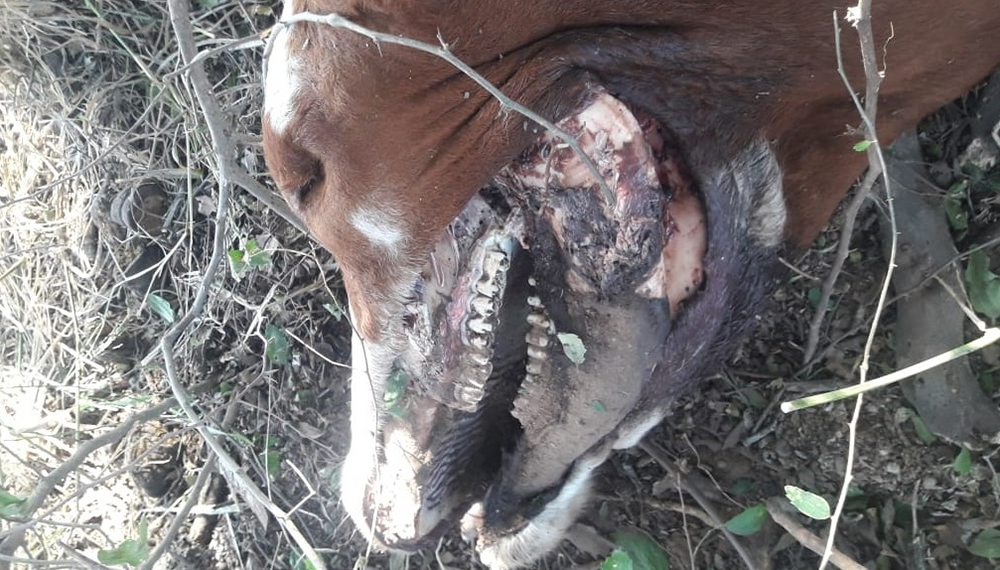 Vaca con heridas atribuidas al chupacabras, en el campo de Catamarca, Argentina