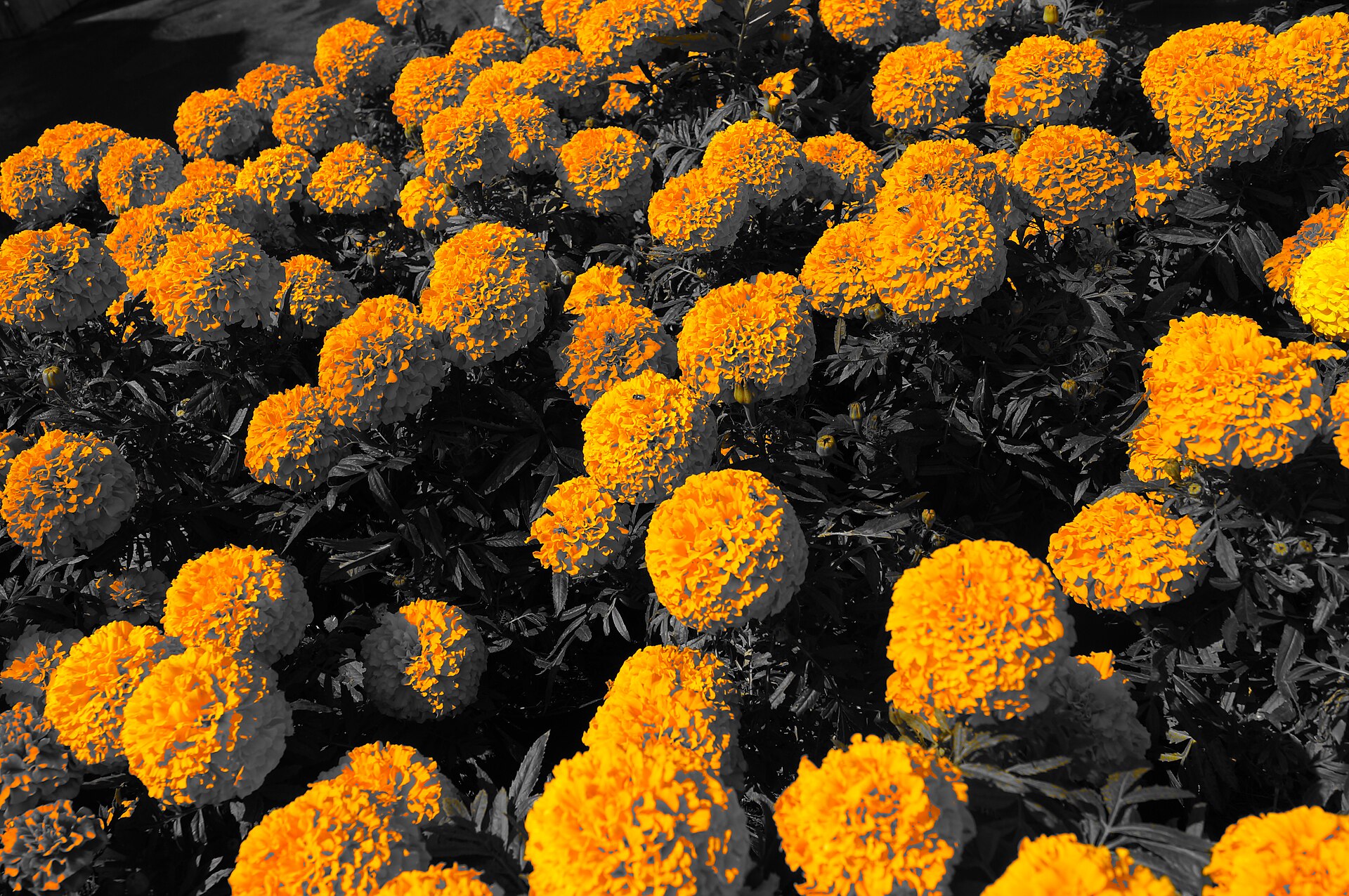 Flores de cempasúchil, la flor de muerto que guía a las ánimas en las ofrendas de Día de Muertos