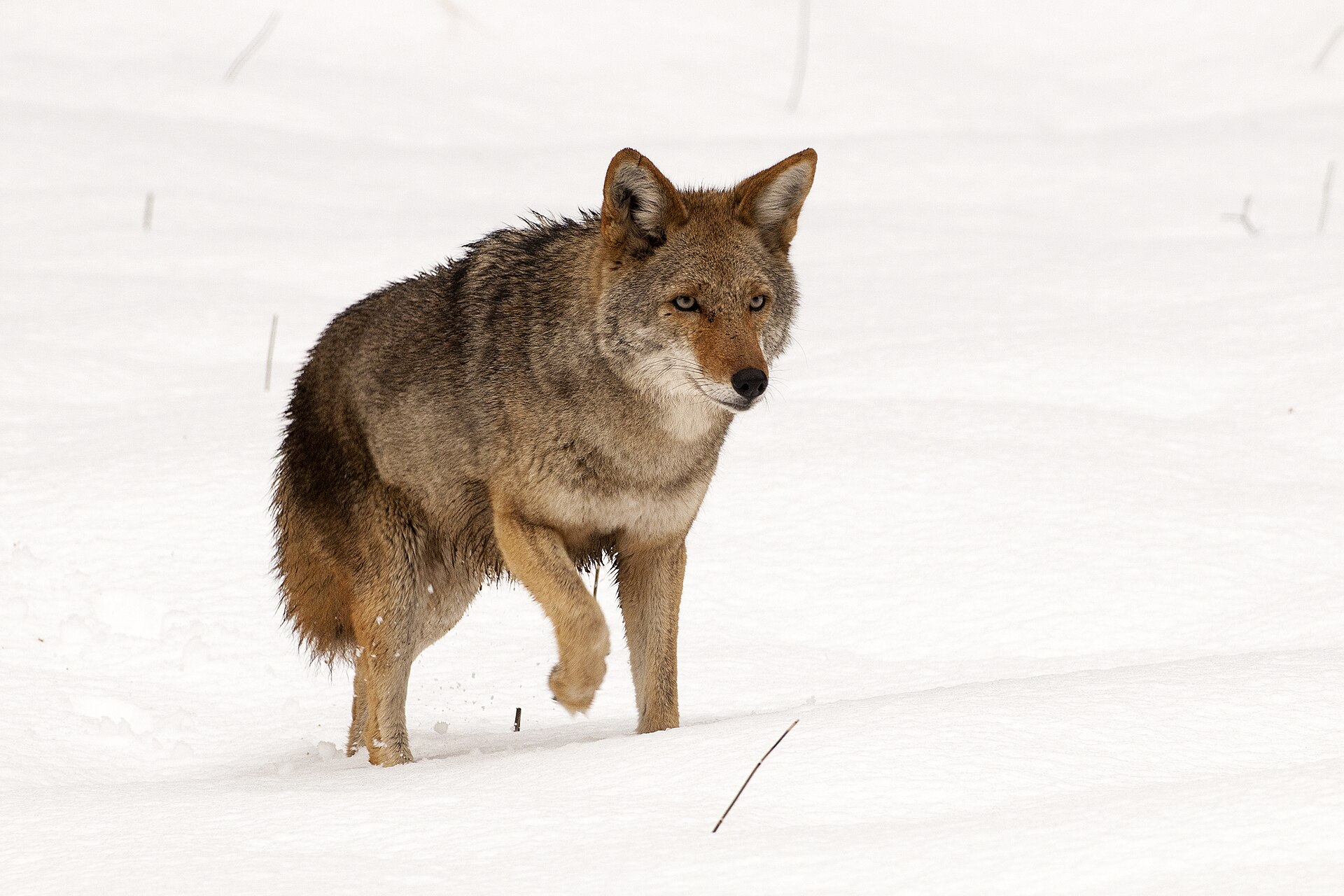 Coyote (Canis latrans) en el Parque Nacional Yosemite, California