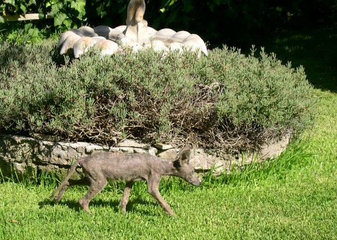 Coyote con sarna sarcóptica, animal al que se atribuyó el caso conocido como Elmendorf Beast en Texas