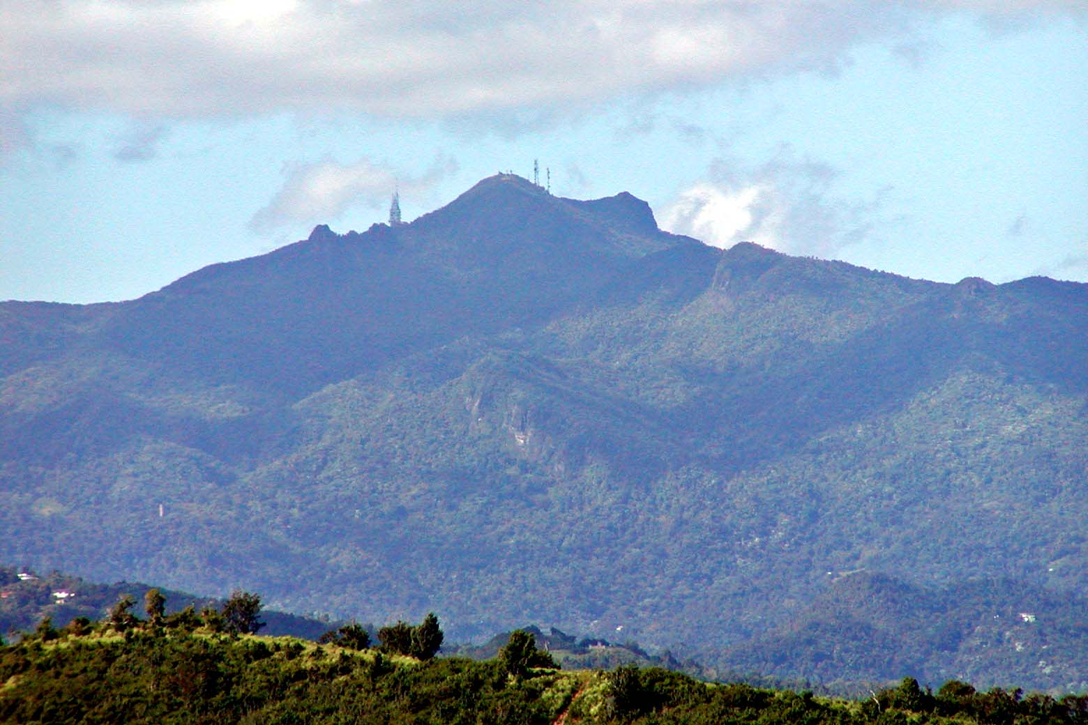 Bosque tropical de El Yunque, en Puerto Rico, donde comenzaron los reportes de 1995