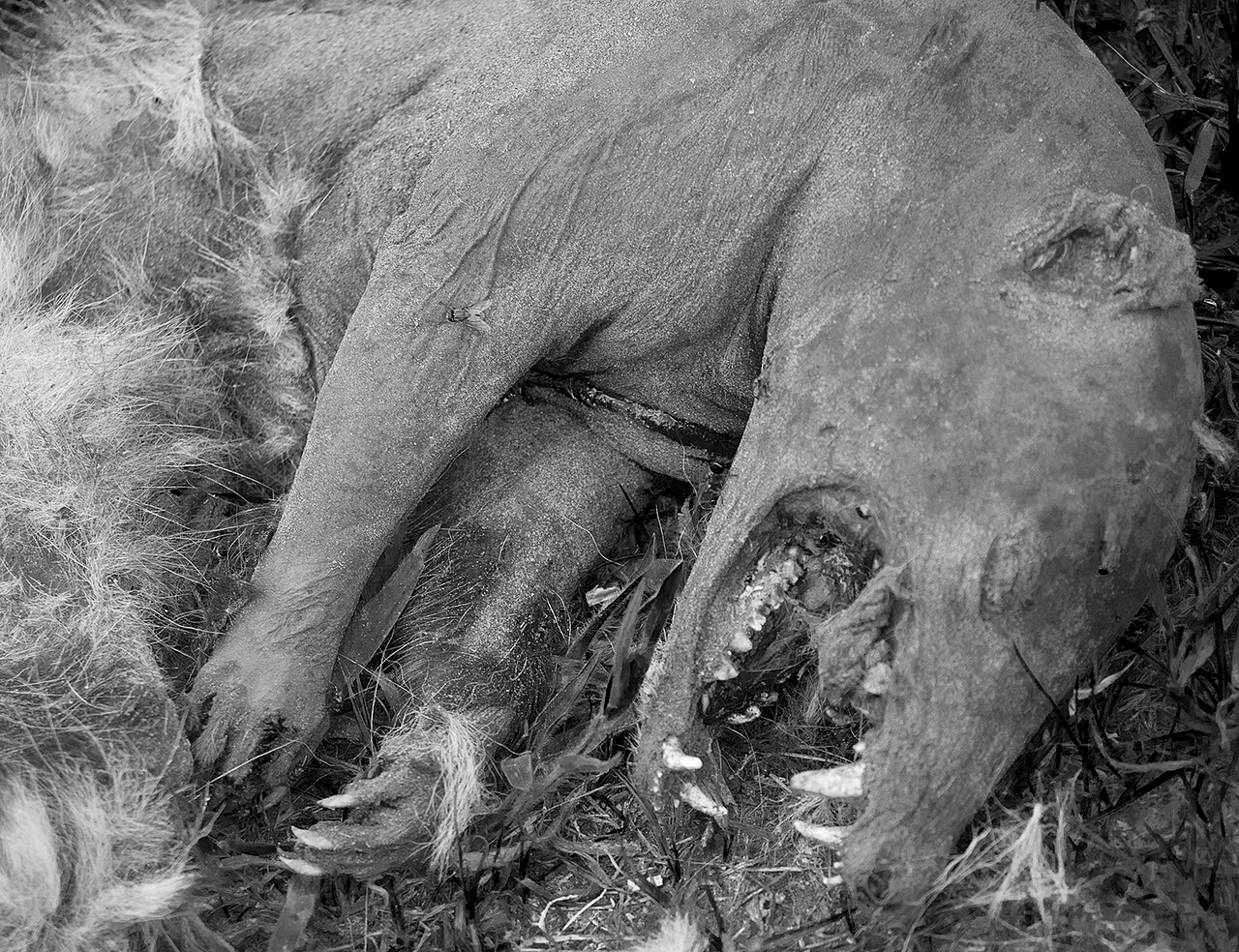 Animal atropellado en la carretera 72 de Florida, presentado como posible chupacabras