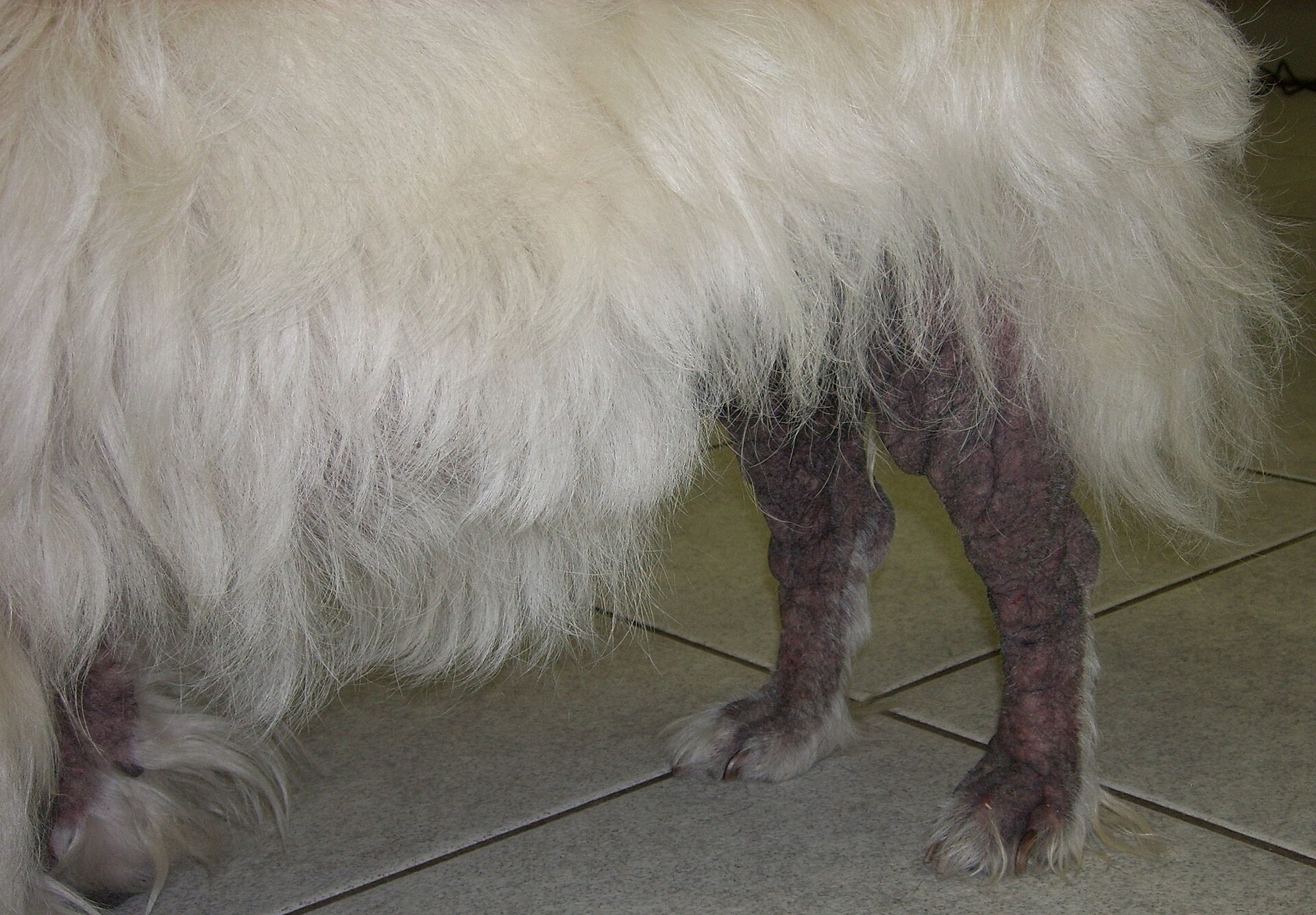 Perro con sarna sarcóptica, enfermedad de la piel que causa pérdida de pelo
